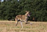 DOGUE ALLEMAND 336